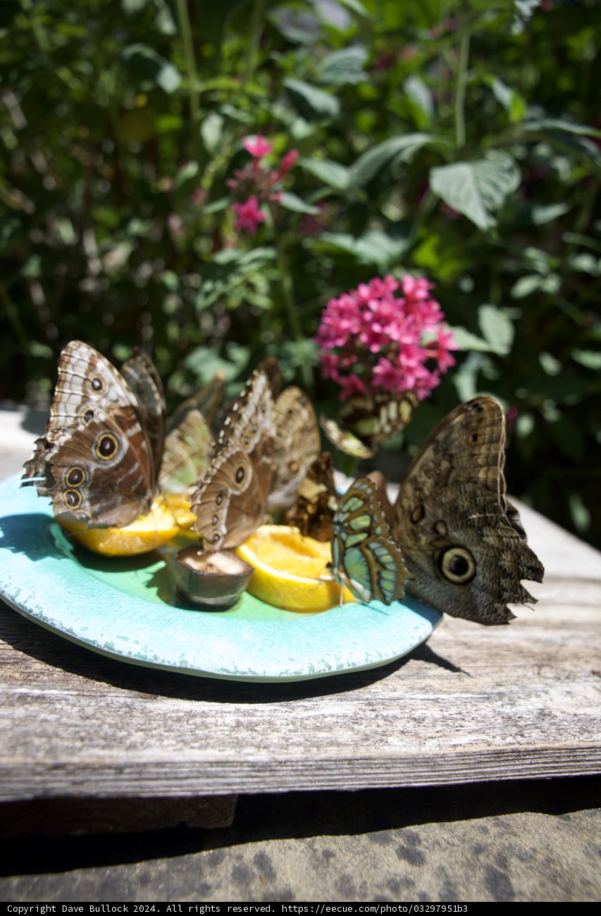 Colorful Feast in the Garden