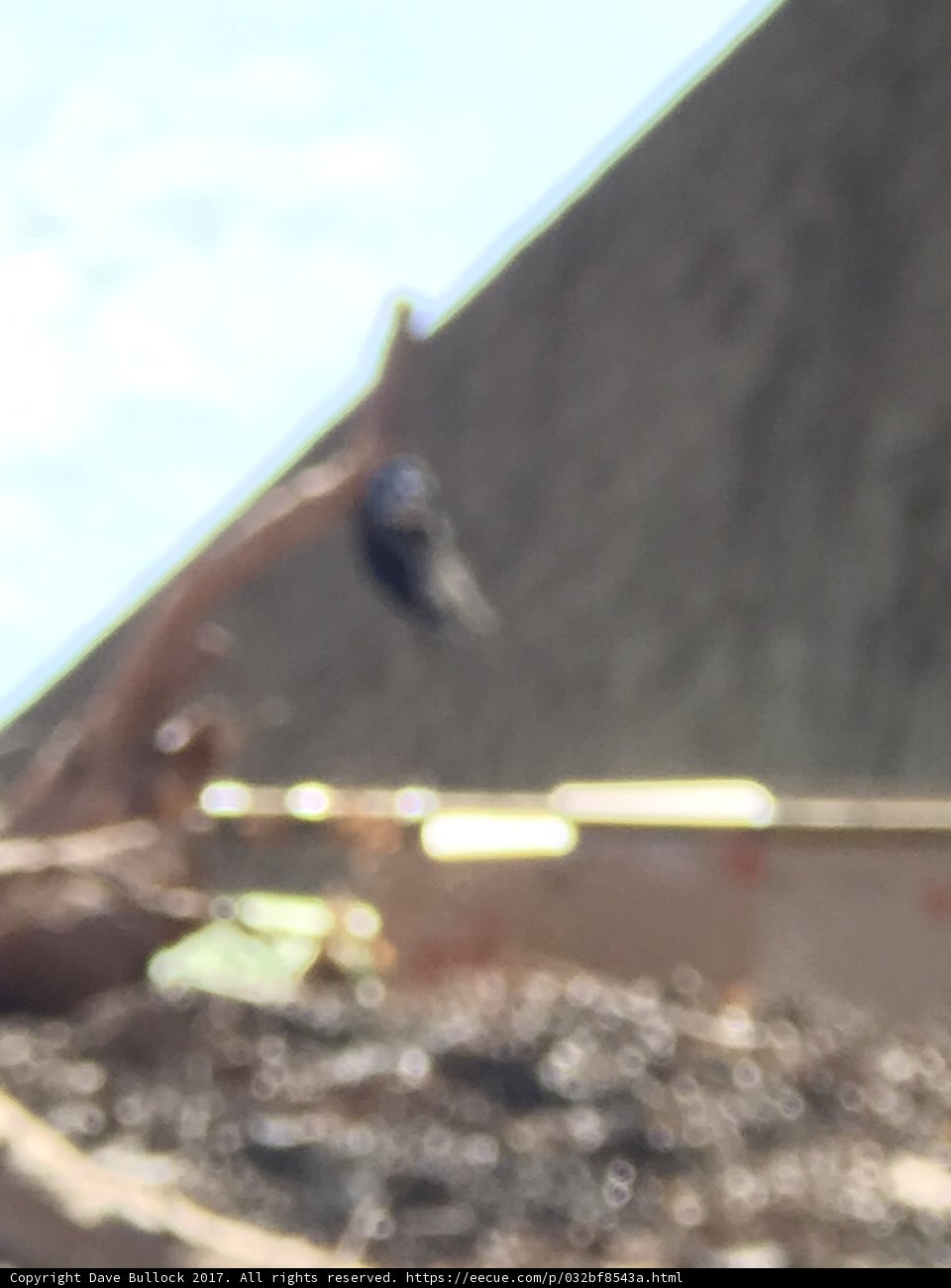 Blurry Blackbird