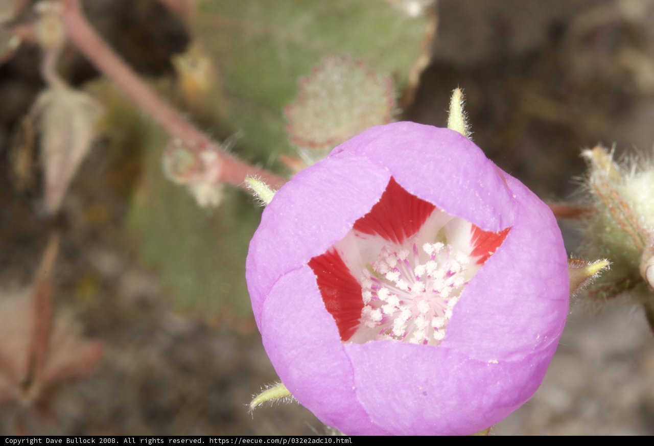 Blossoming Desert Jewel