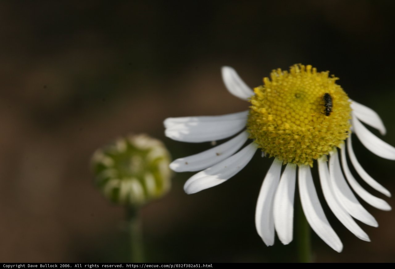 Beekeeping at a Daisy Field