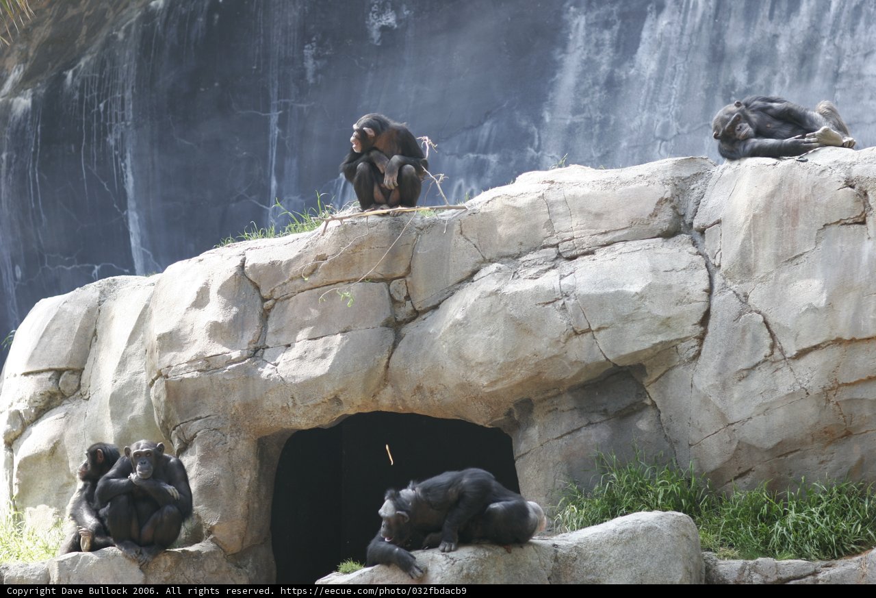 Monkey Business on the Rocks