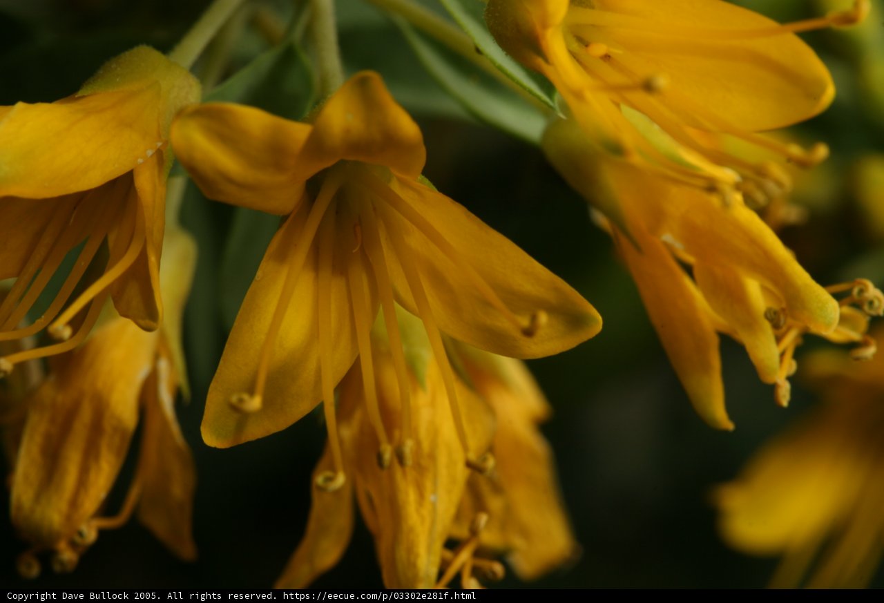 Vibrant Yellow Flowers in Bloom