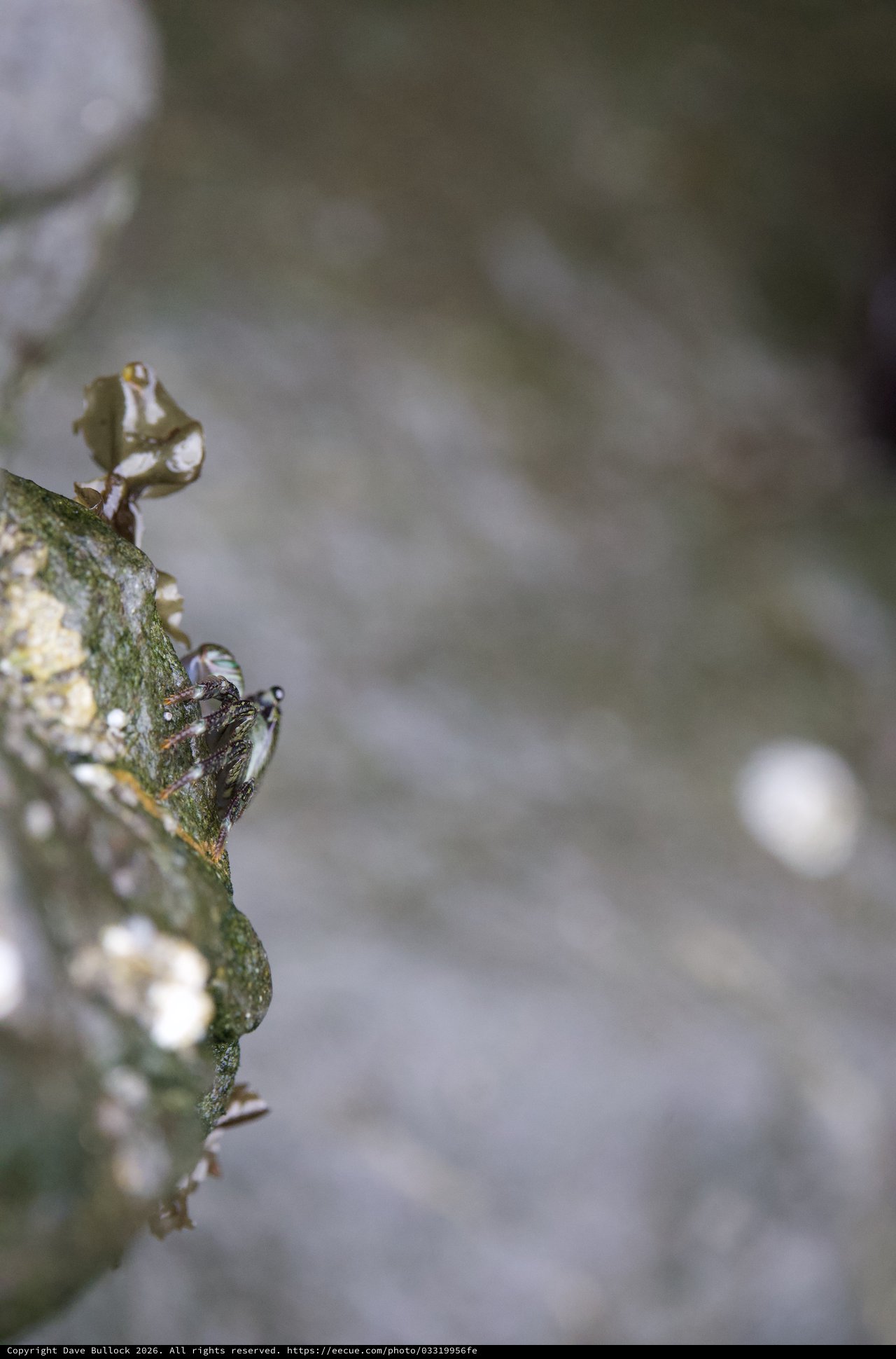 Tiny Crab Peeks From Algae-Covered Tidal Rock