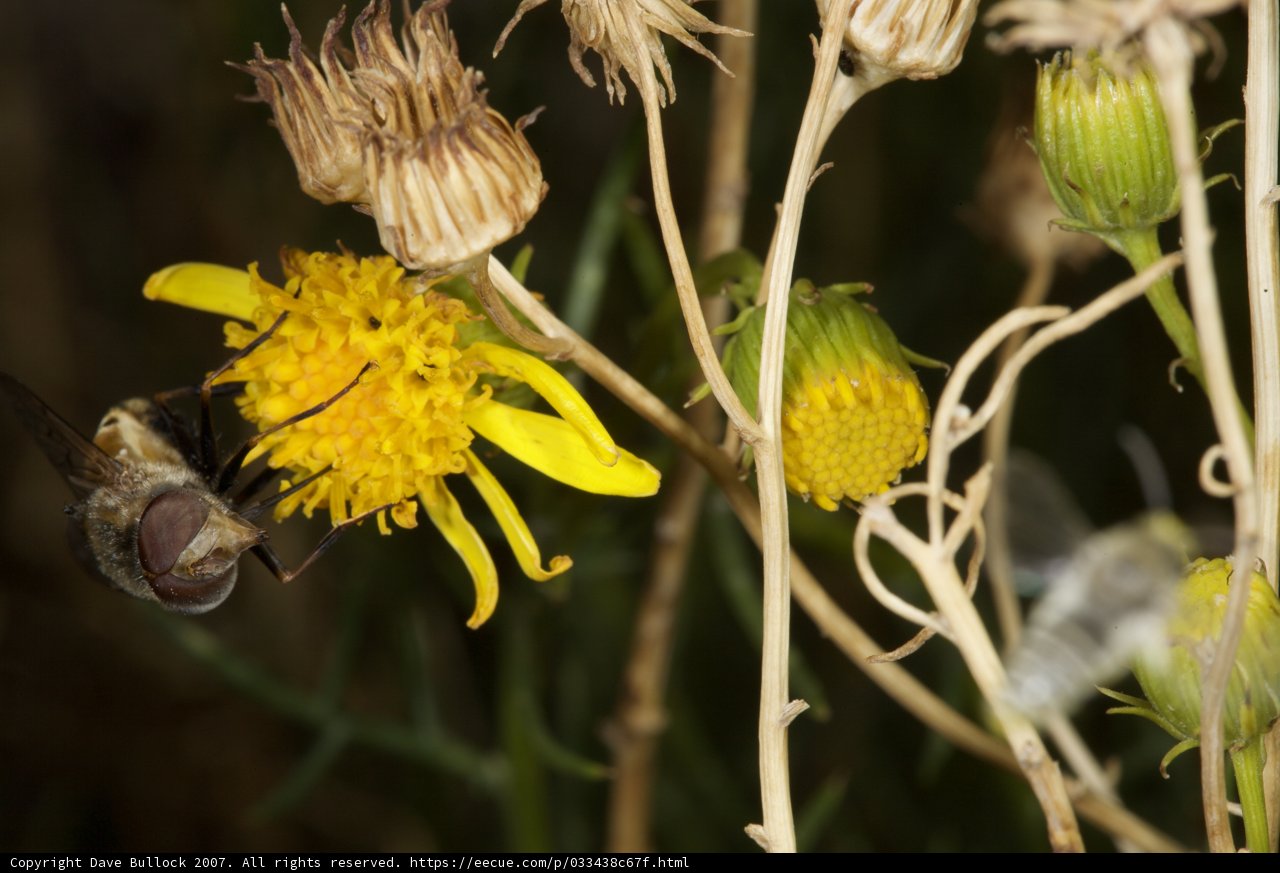 The Pollinator and The Daisy