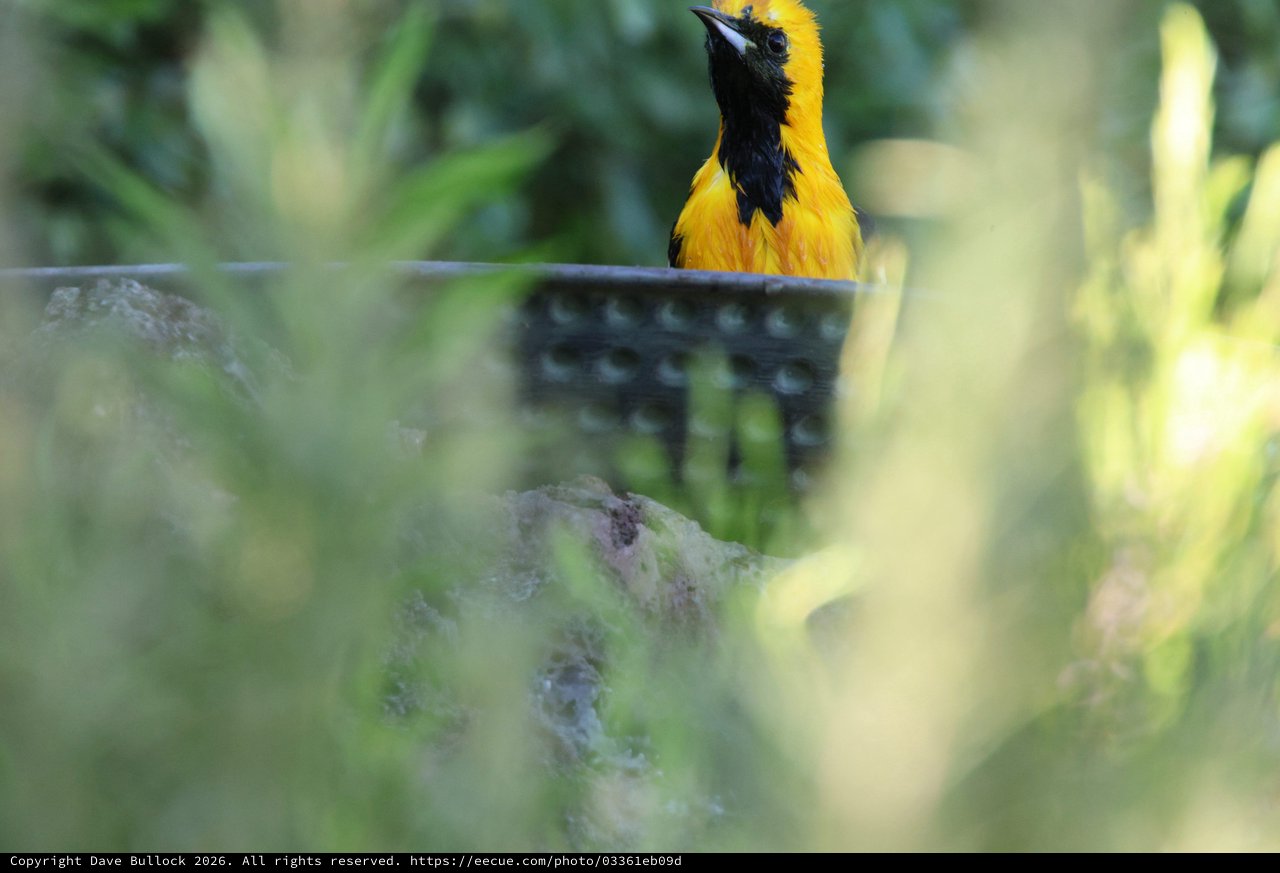 Hooded Oriole Perched Among Garden Foliage
