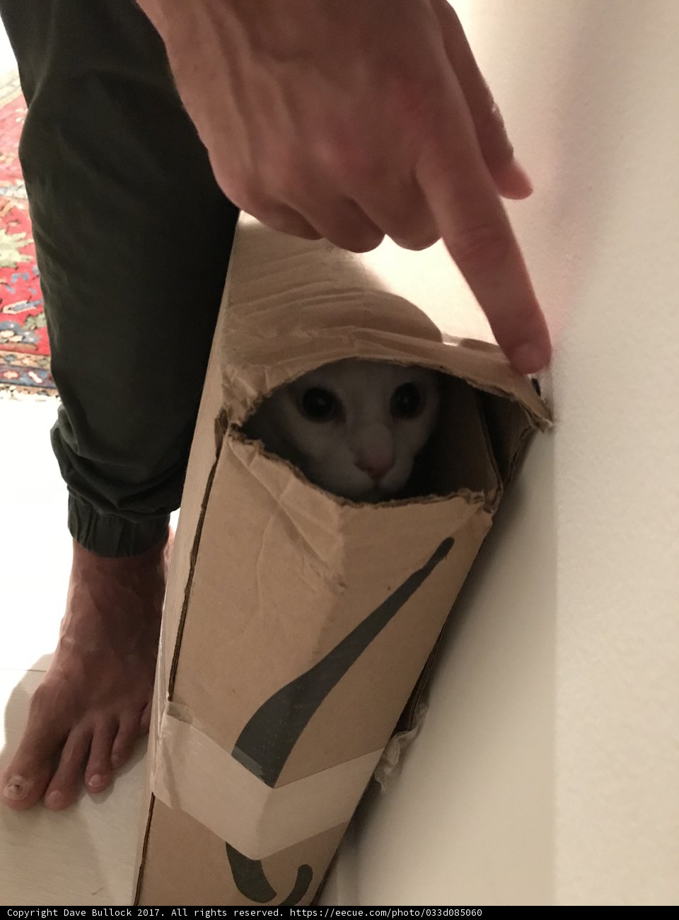 Feline in a Box
