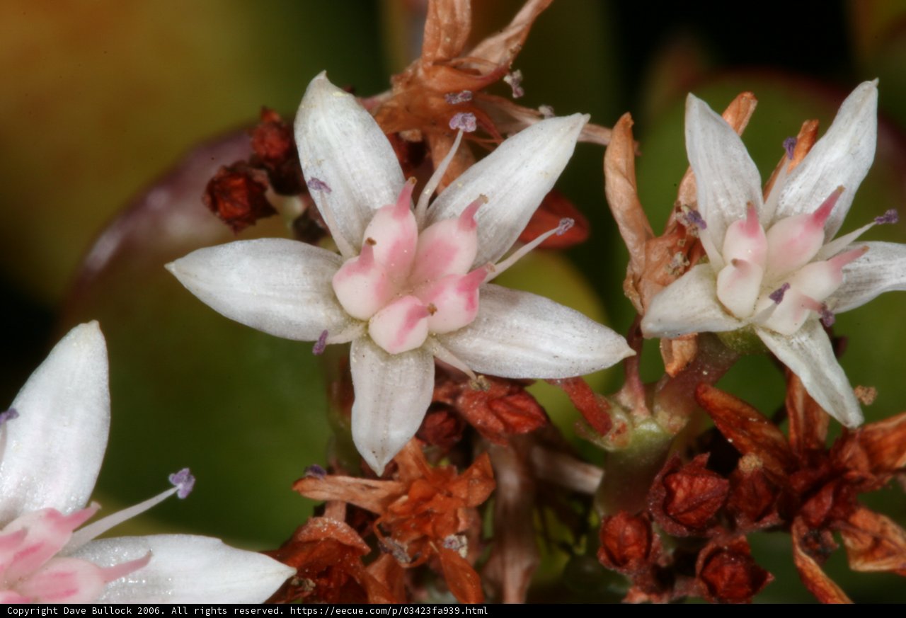 Blooming Beauty