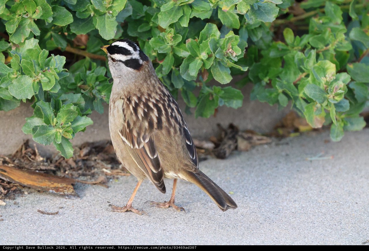 White-crowned Sparrow Foraging Near Coastal Vegetation