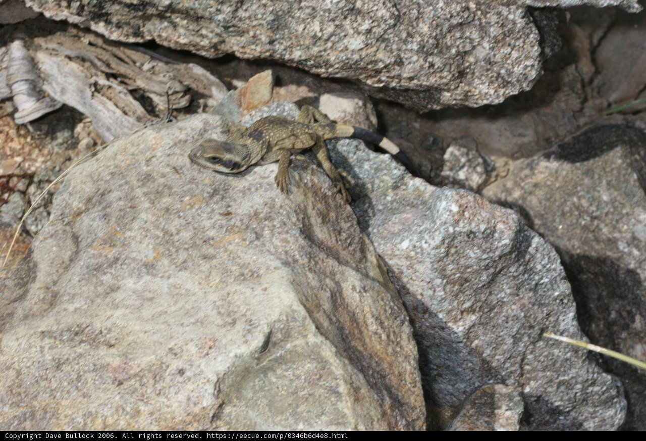 Forest Rock Lizard