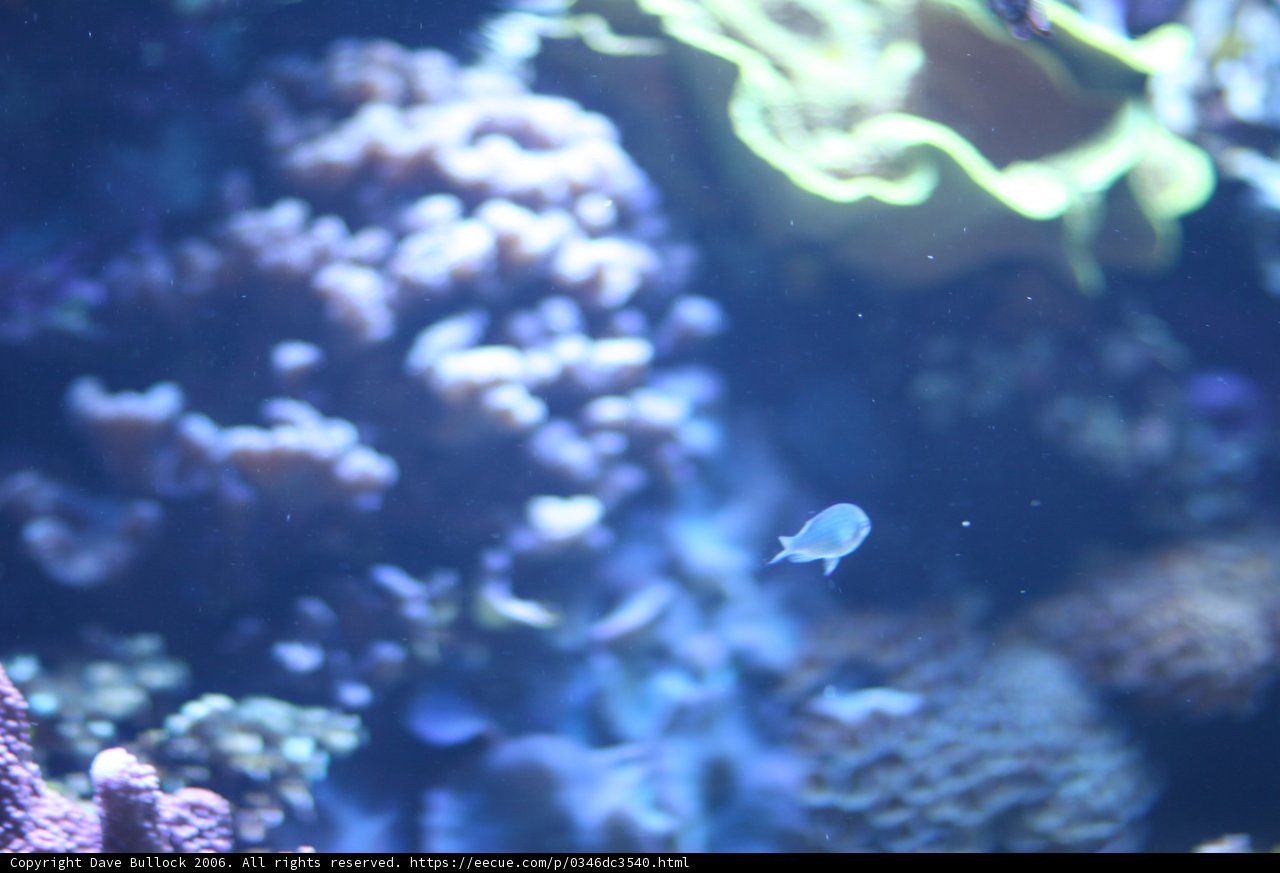Peaceful Life in the Coral Reef