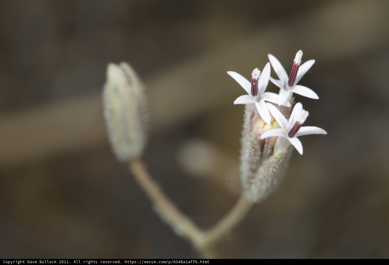A Delicate White Flower amidst Purple Blossoms