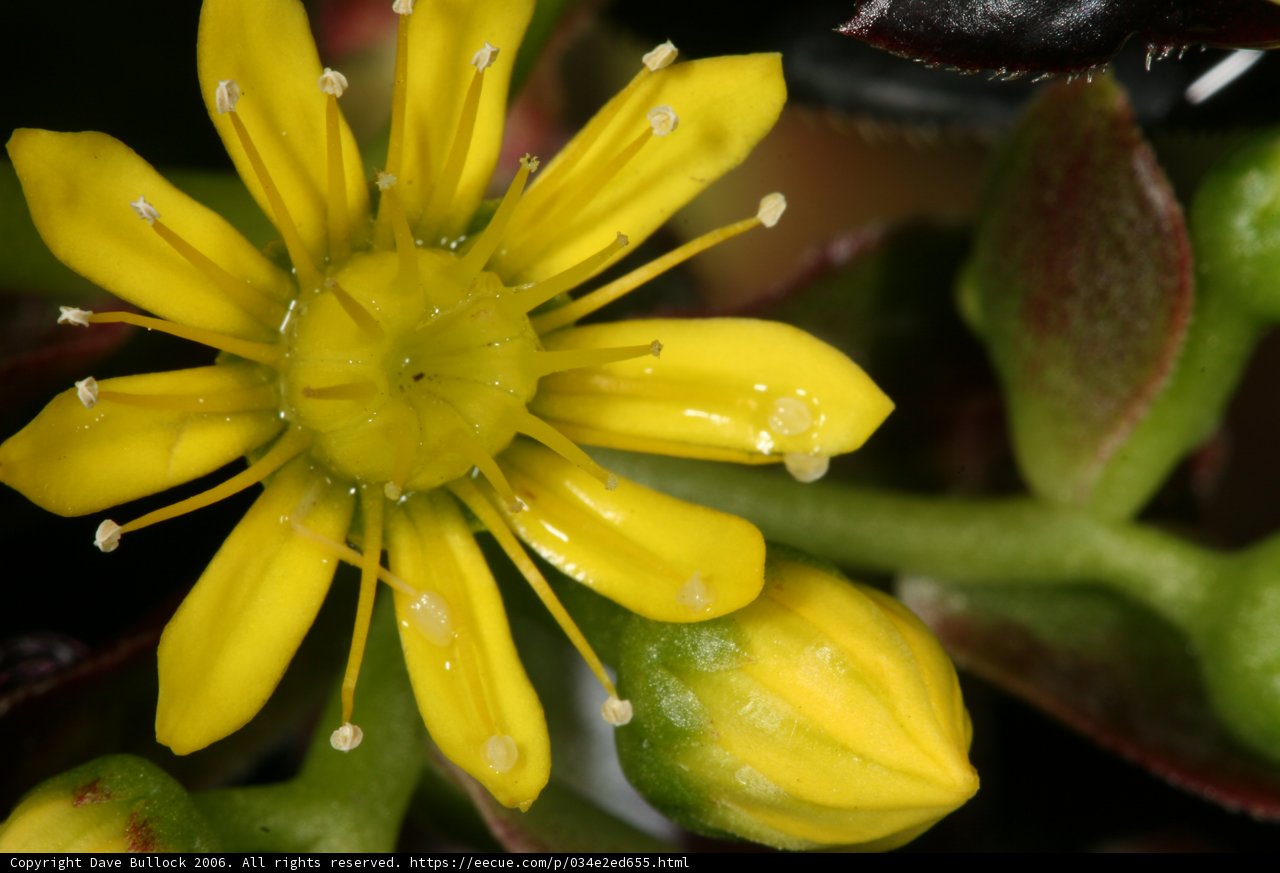 Vibrant Yellow Flower in Full Bloom