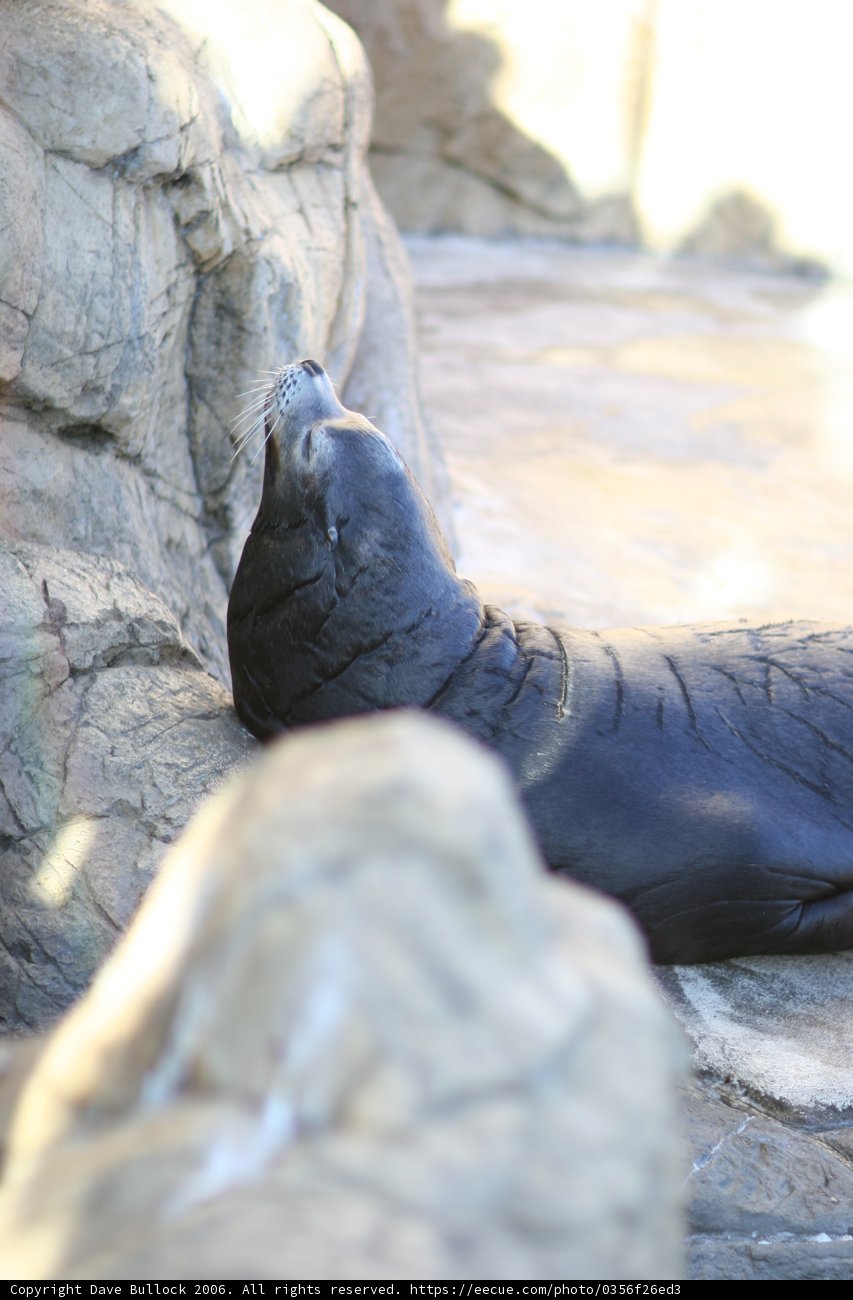Lazy Seal Sunbathing on the Rocks