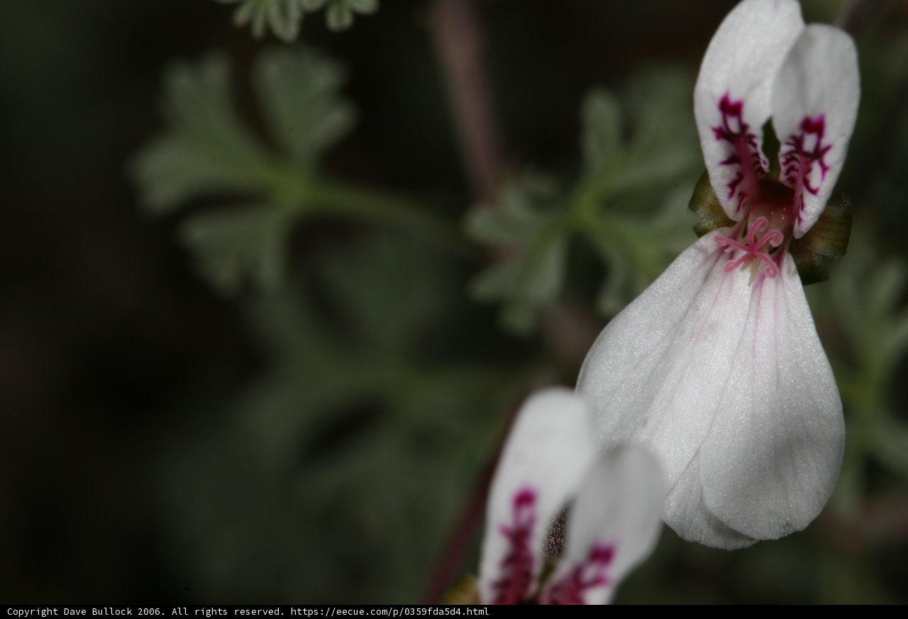 Vibrant Geranium Flower with Red and Purple Petals