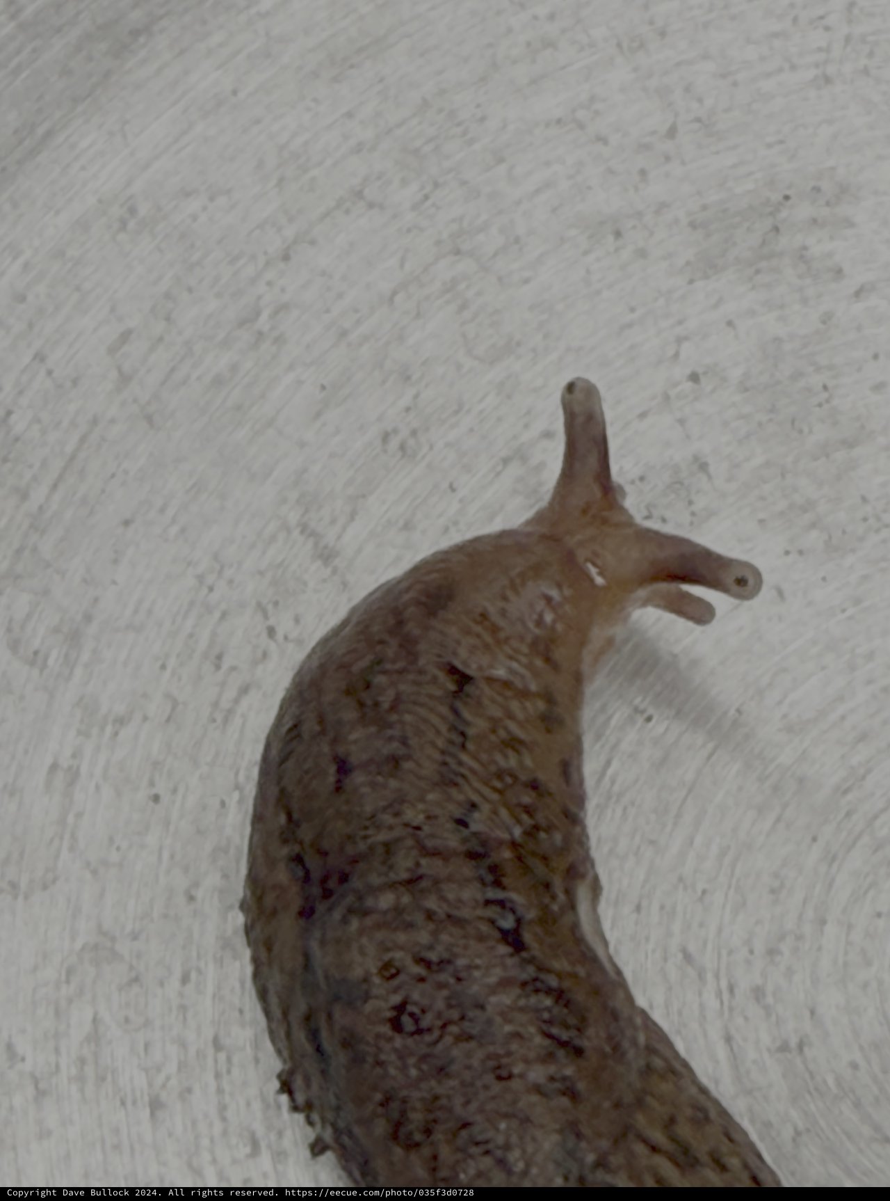 Slug Crawling on White Textured Surface
