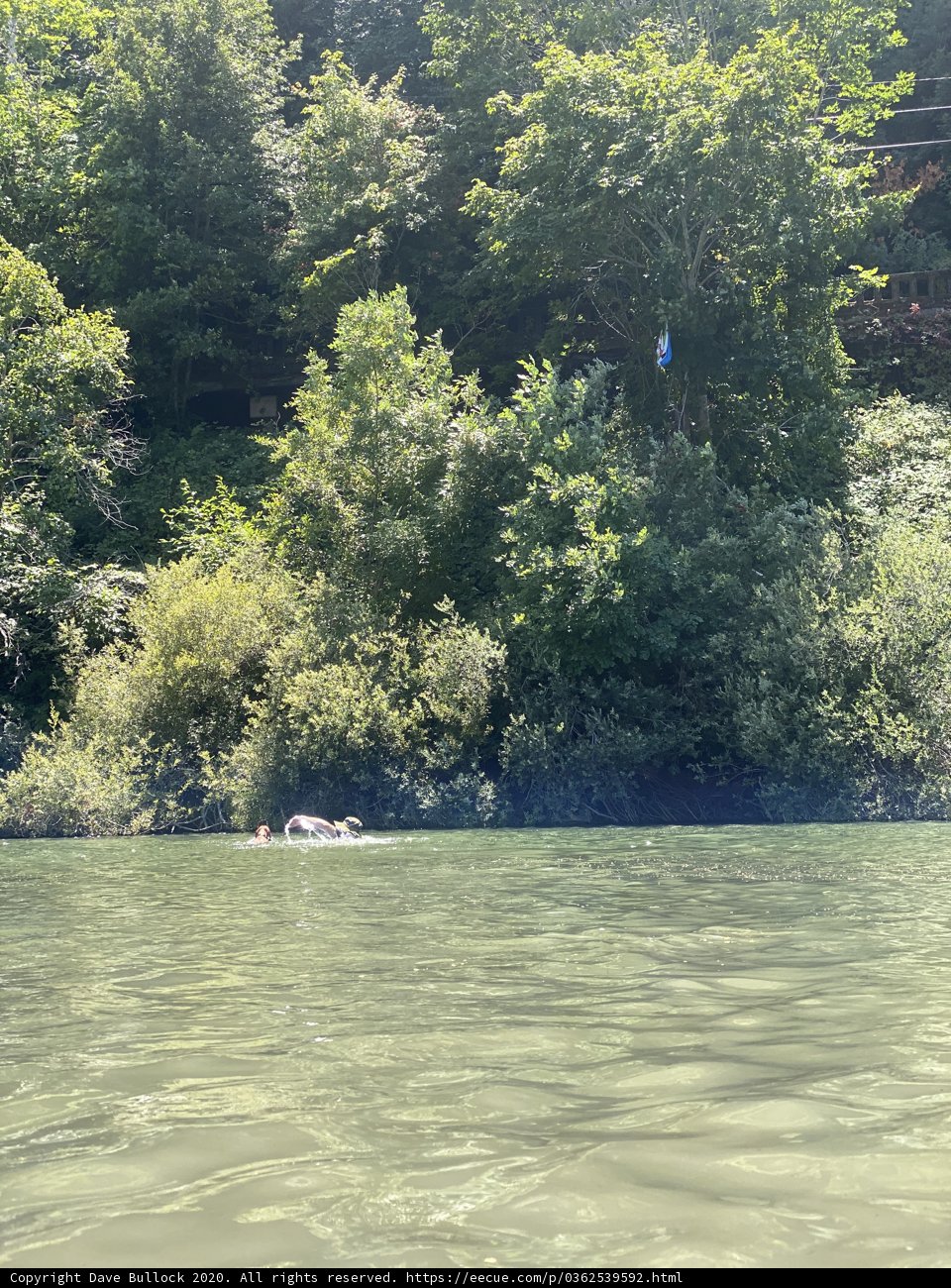 Boating Adventure in the Woods