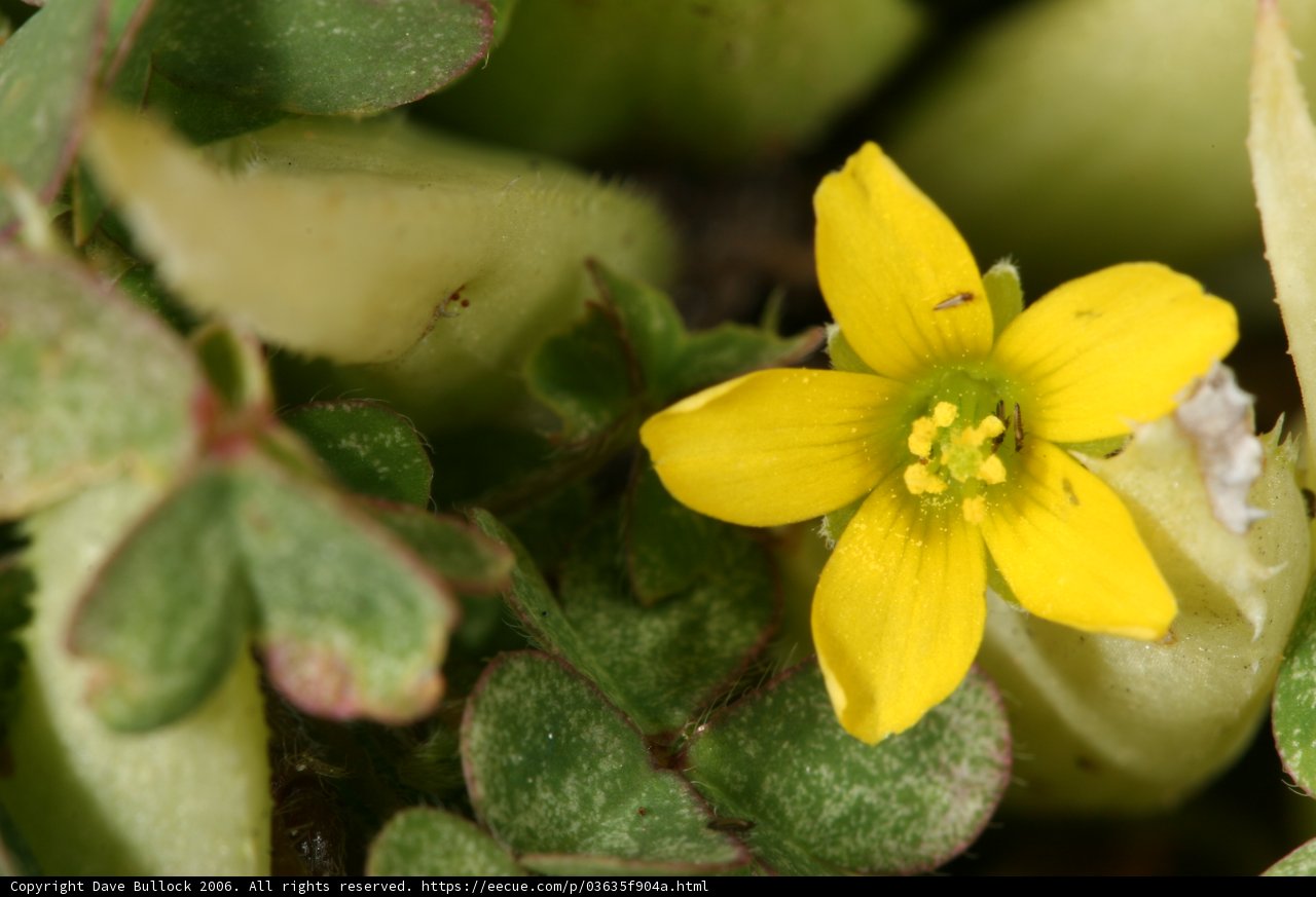 Delicate Beauty