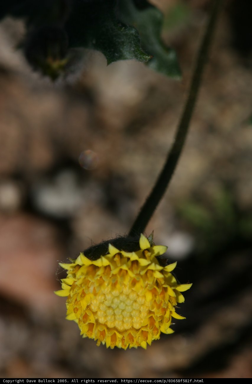 Blooming Yellow Marigold
