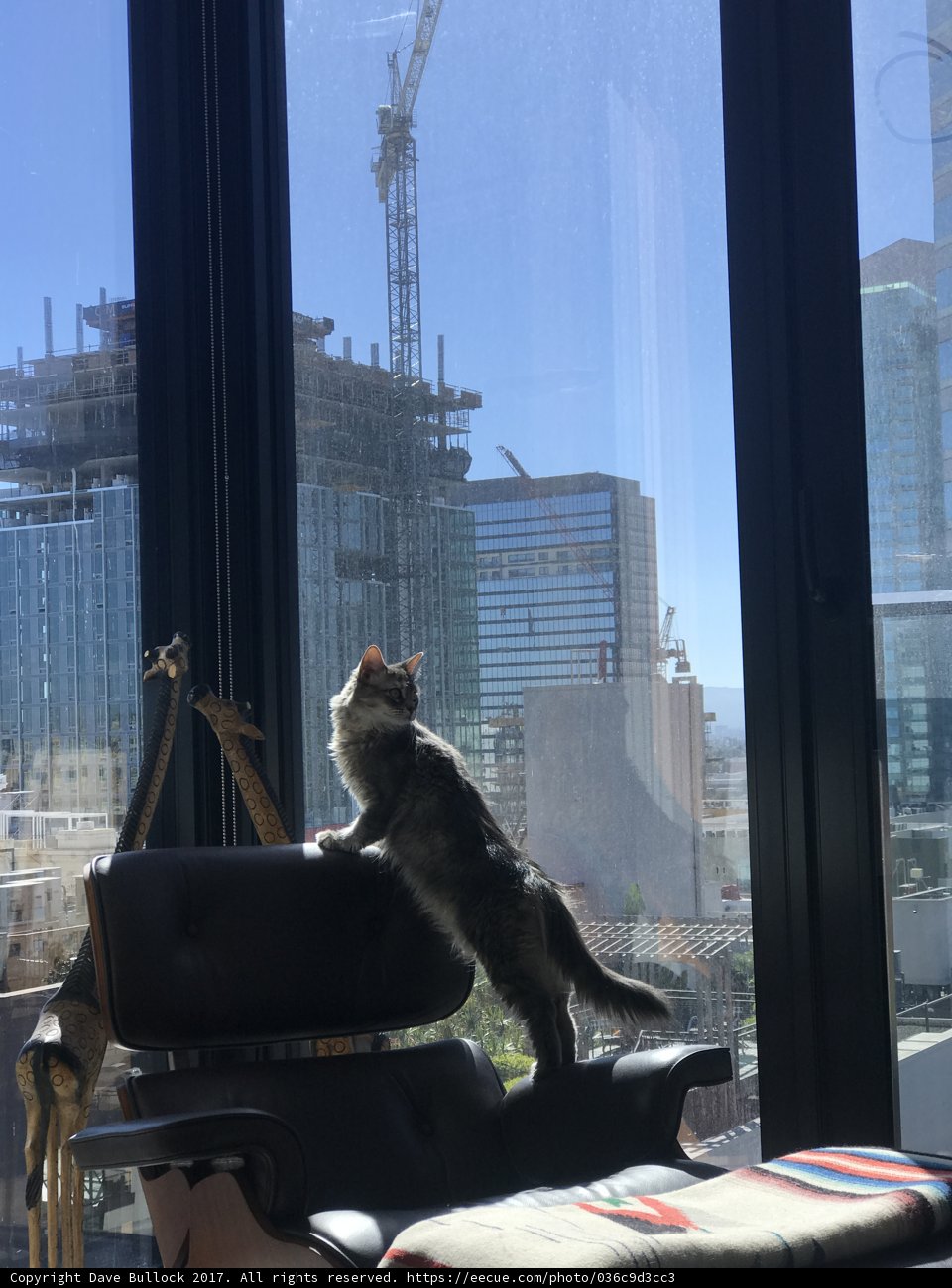 Relaxing Feline Room With A View