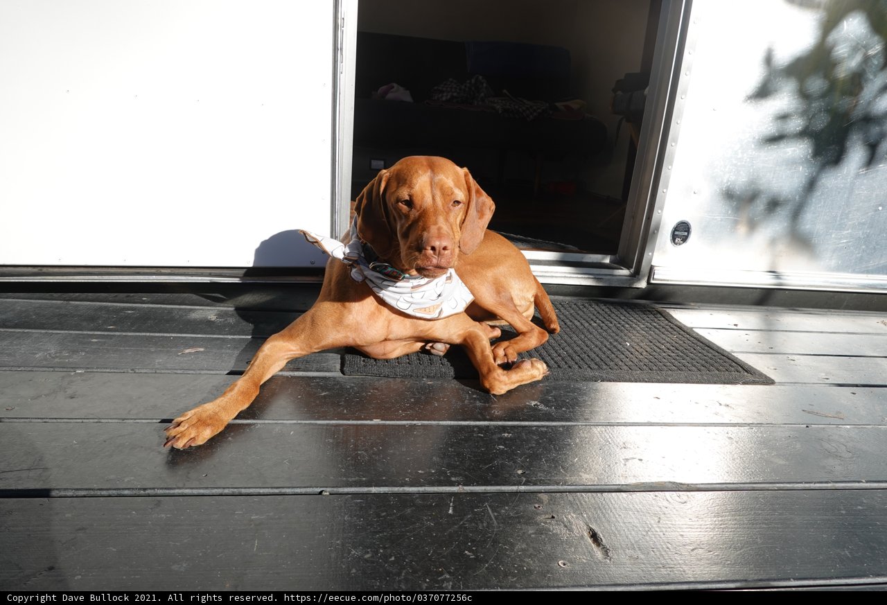 Lazy Vizsla