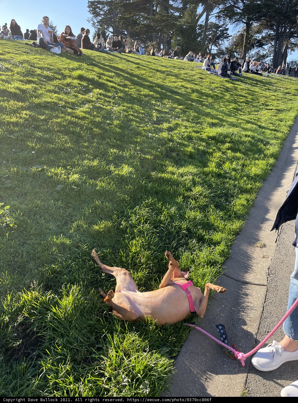 Relaxed Canine in Alamo Square