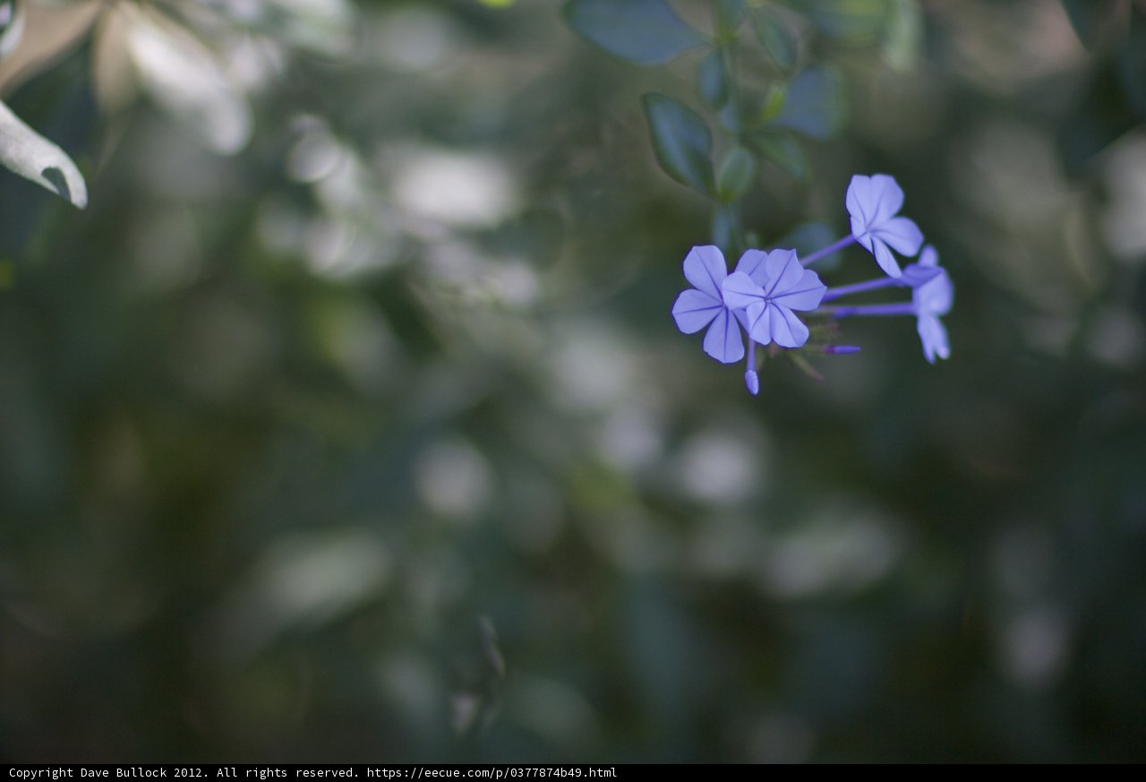 Solo Purple Geranium