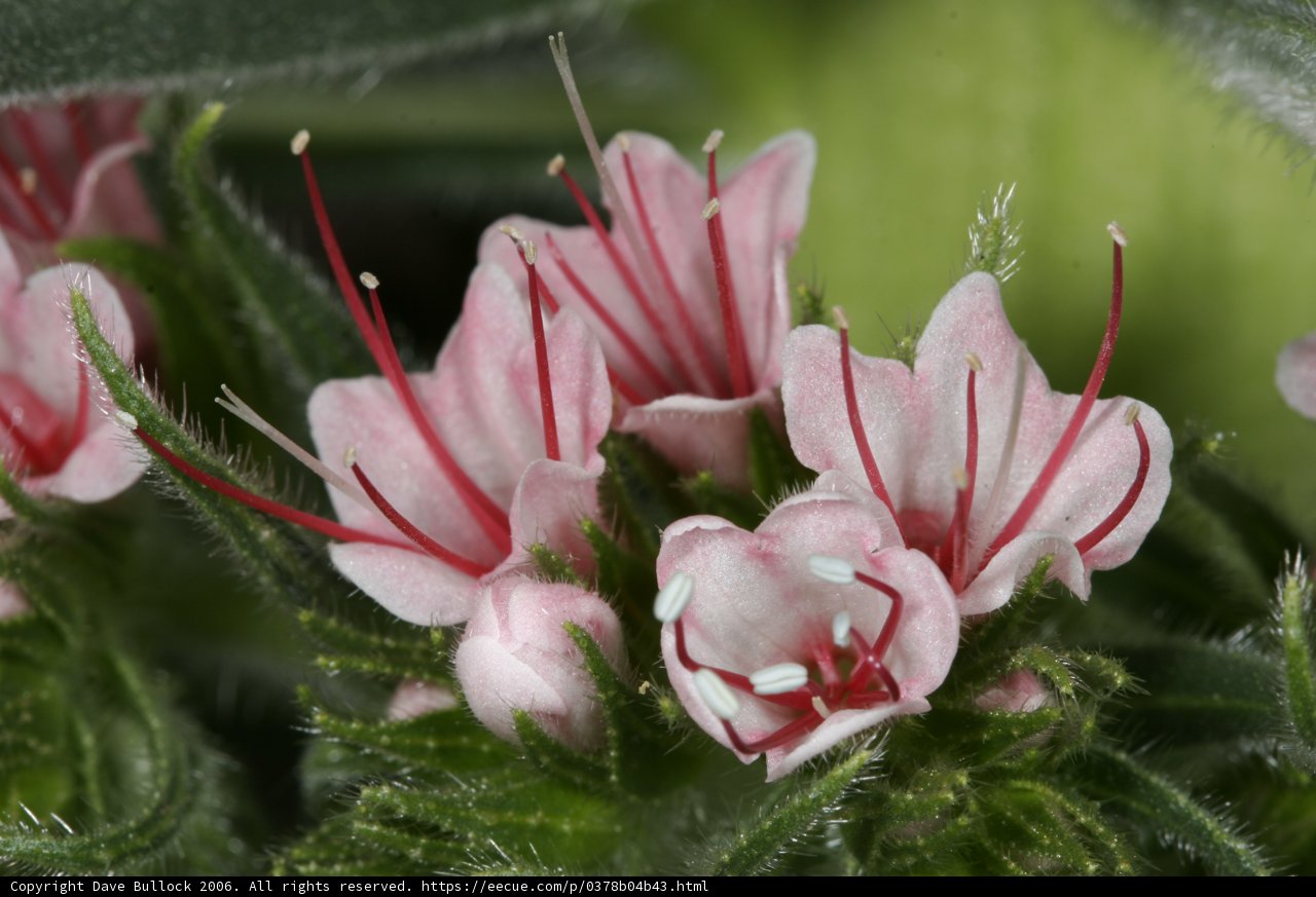 Pink Geranium in Bloom