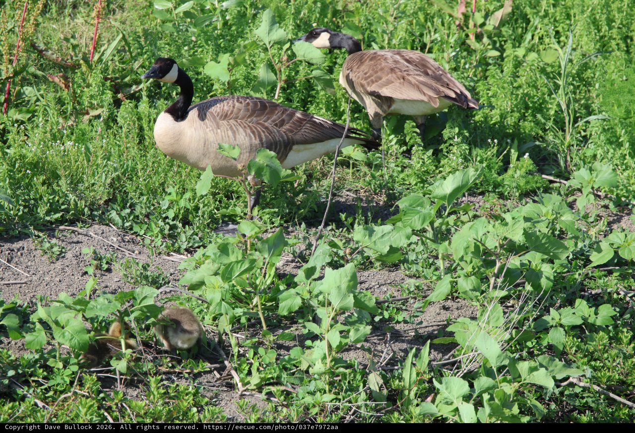 Canada Geese Family Foraging in Wetland Vegetation