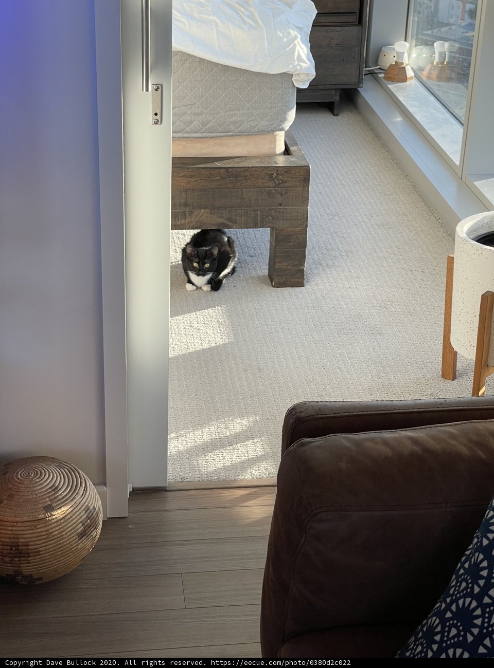 Cozy Cat Nap in a San Francisco Bedroom