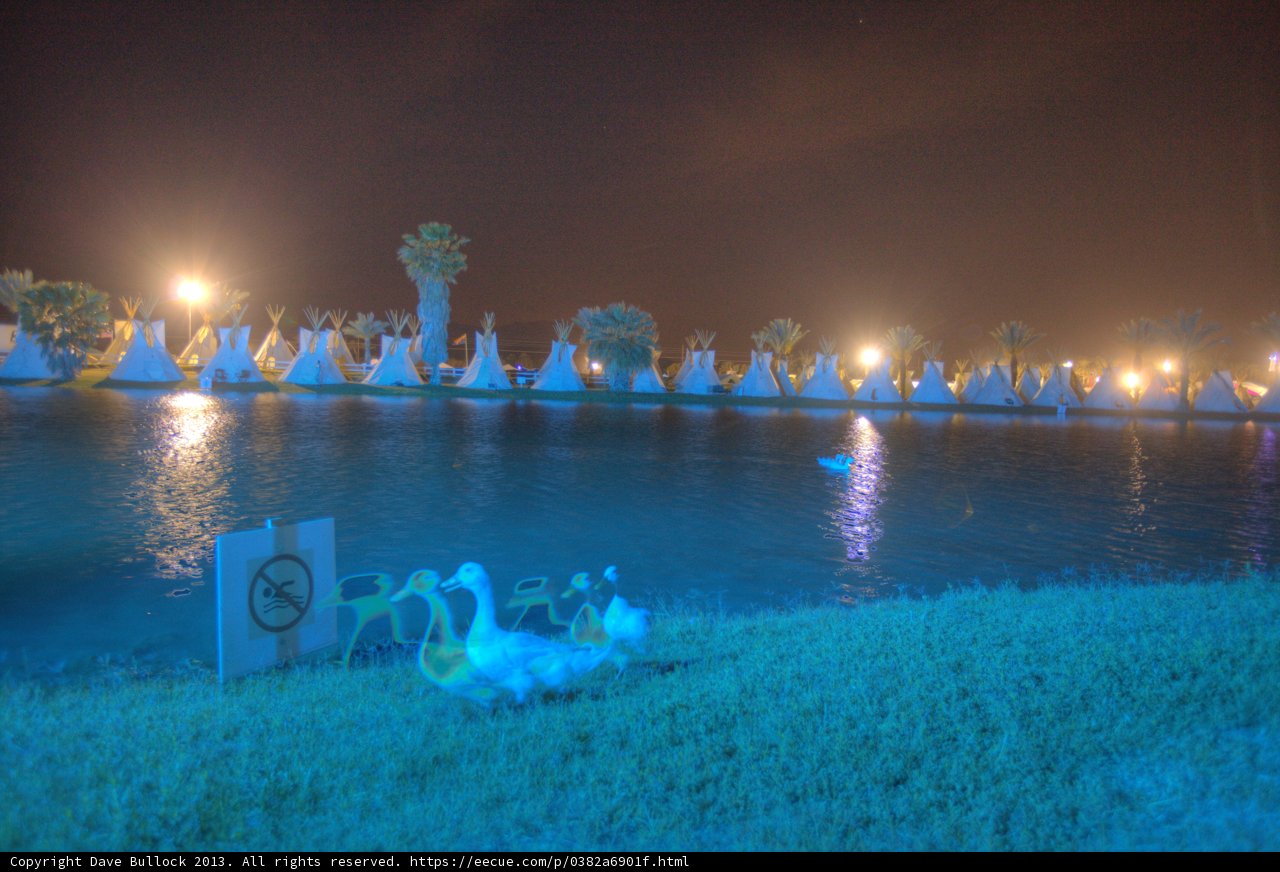 Swans under the Night Sky