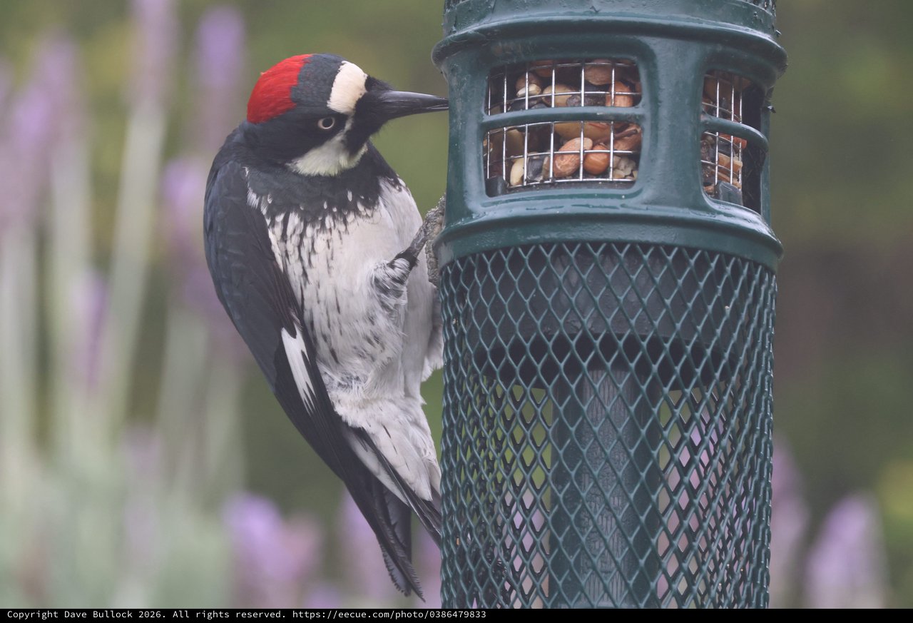 Acorn Woodpecker Feeding at Backyard Bird Feeder
