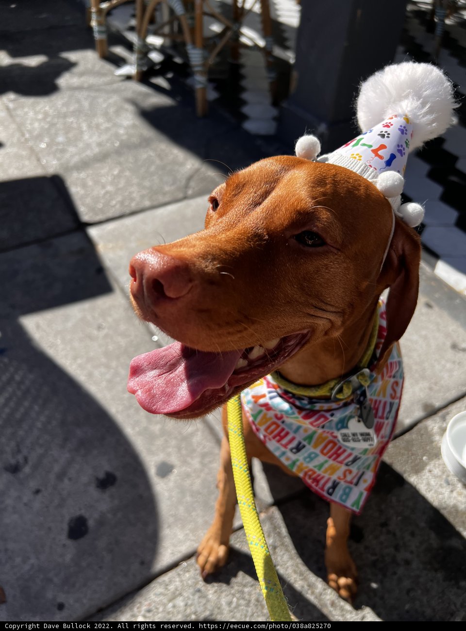 Birthday Pup on a Leash