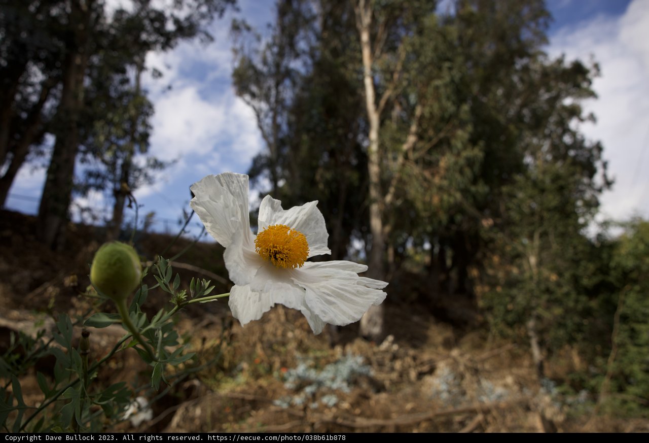 Radiant Daisy Amidst San Francisco's Natural Canvas