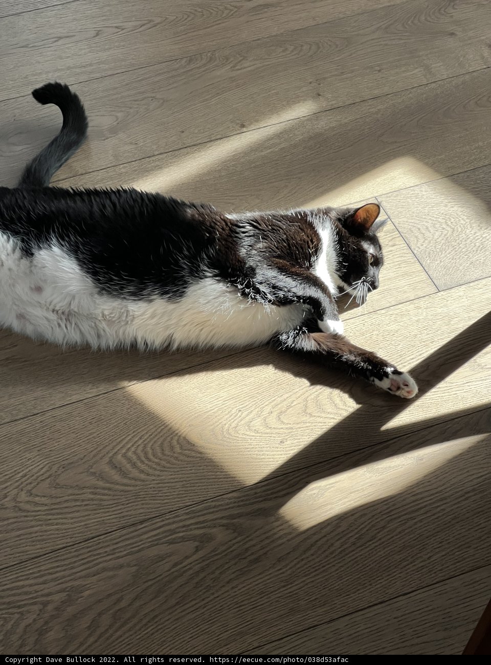 Lazy Sunday Sunbathing