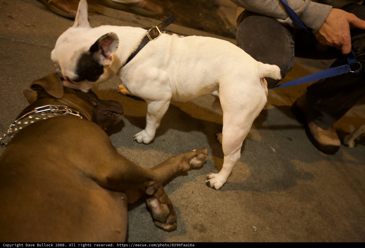 Puppy Love