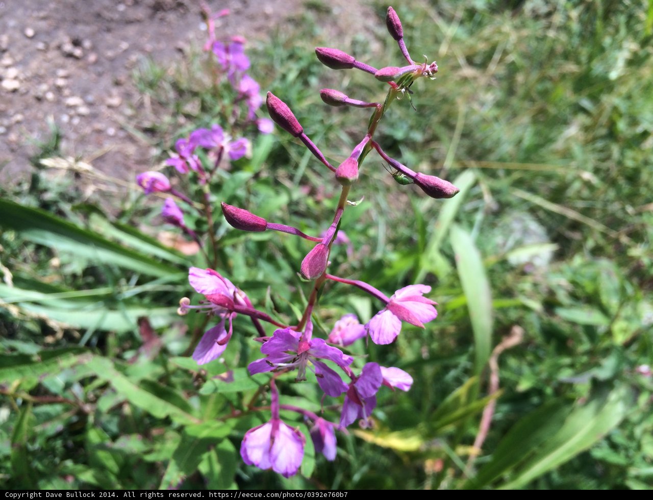 Purple Geranium in the Grass