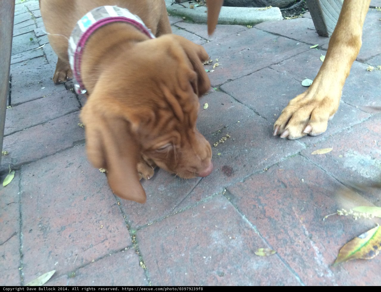 Pups on the Prowl