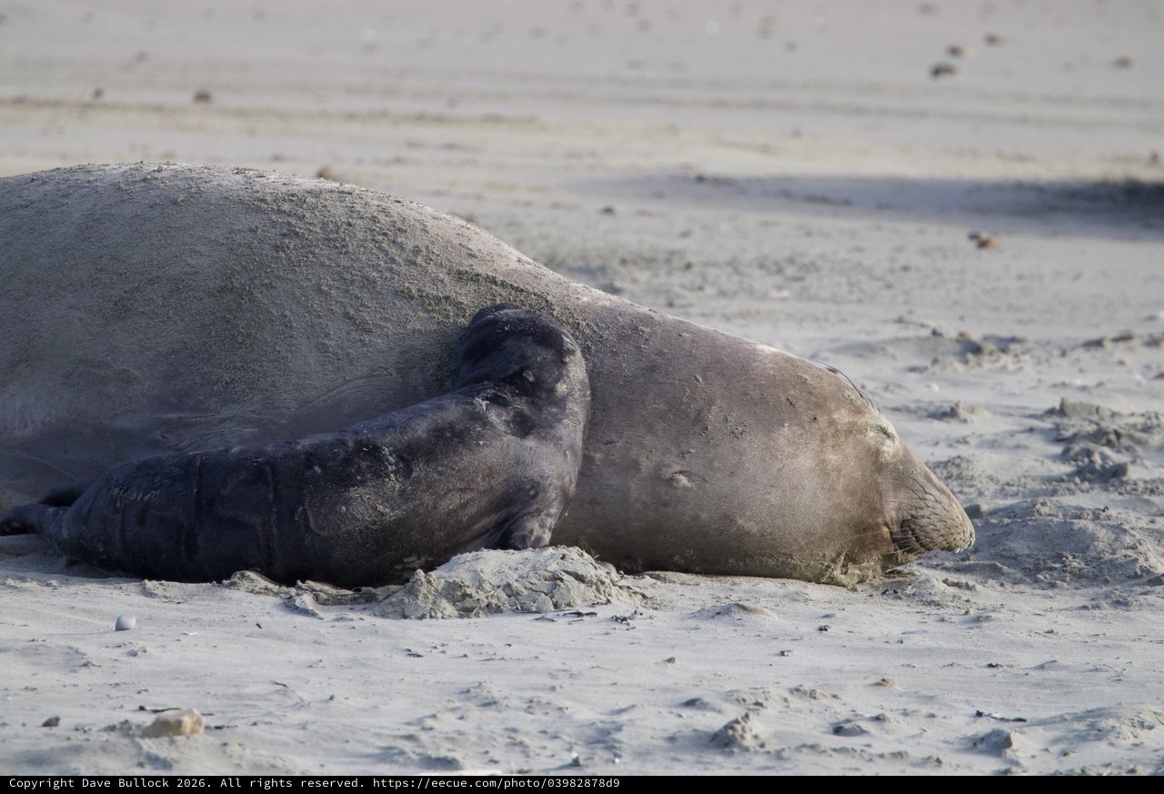 Elephant Seal Resting on Sandy Beach at Drakes Beach