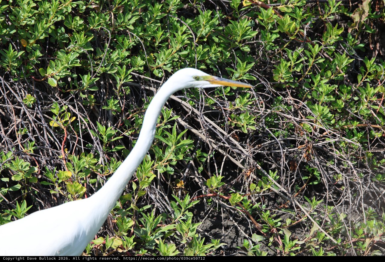 Great Egret Hunting in Wetland Vegetation