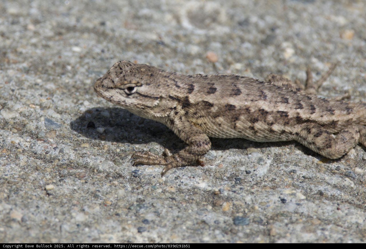 Sunlit Lizard at Palo Corona