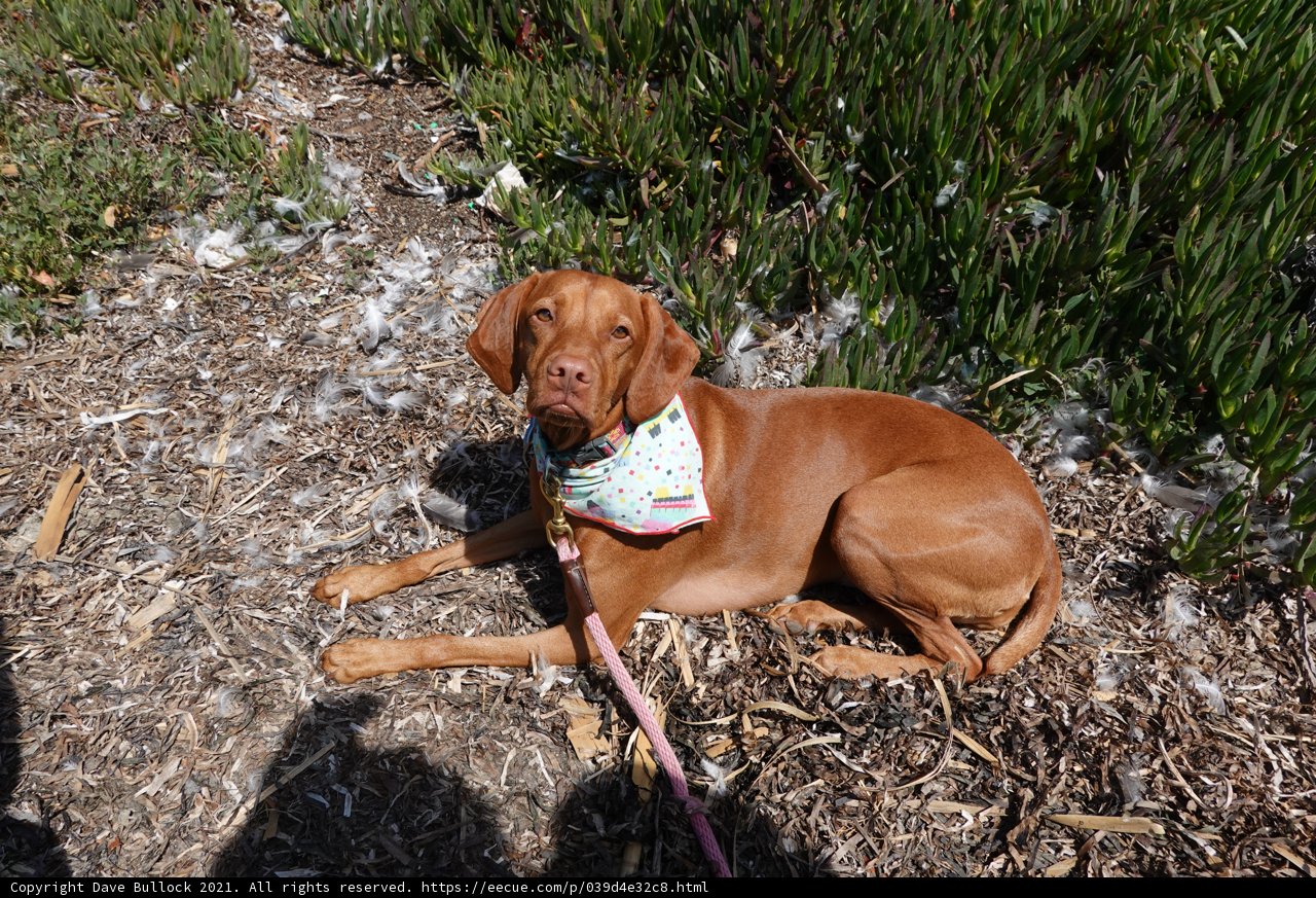 Bandana-clad Canine Relaxing in the Summer Countryside