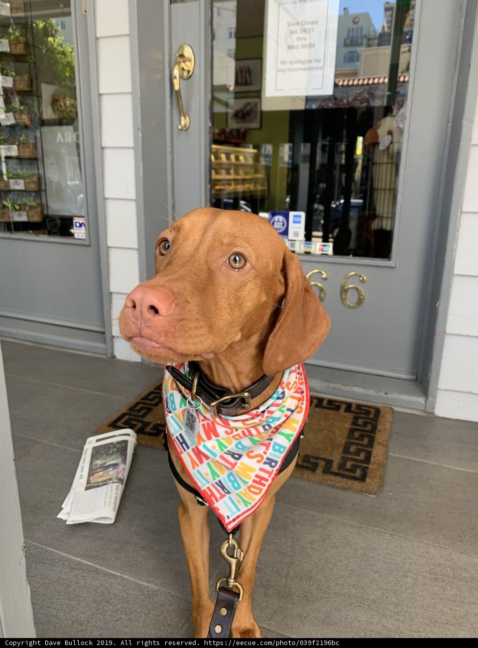 Colorful Canine