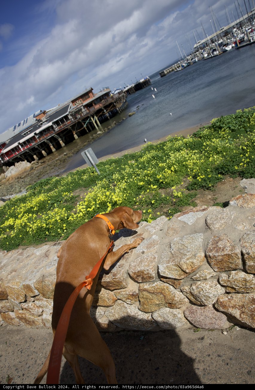 Canine Curiosity by the Coastal Waters
