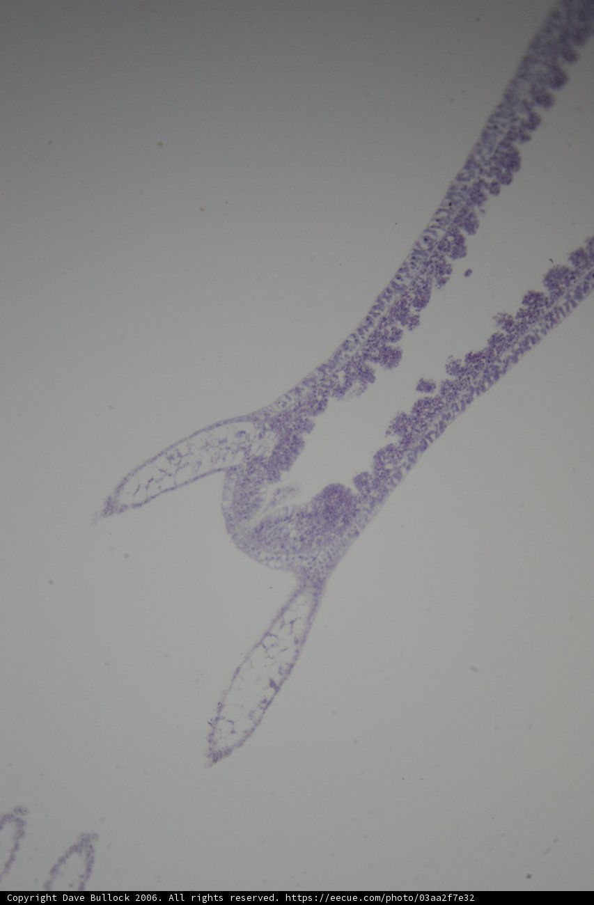Microscopic Beauty