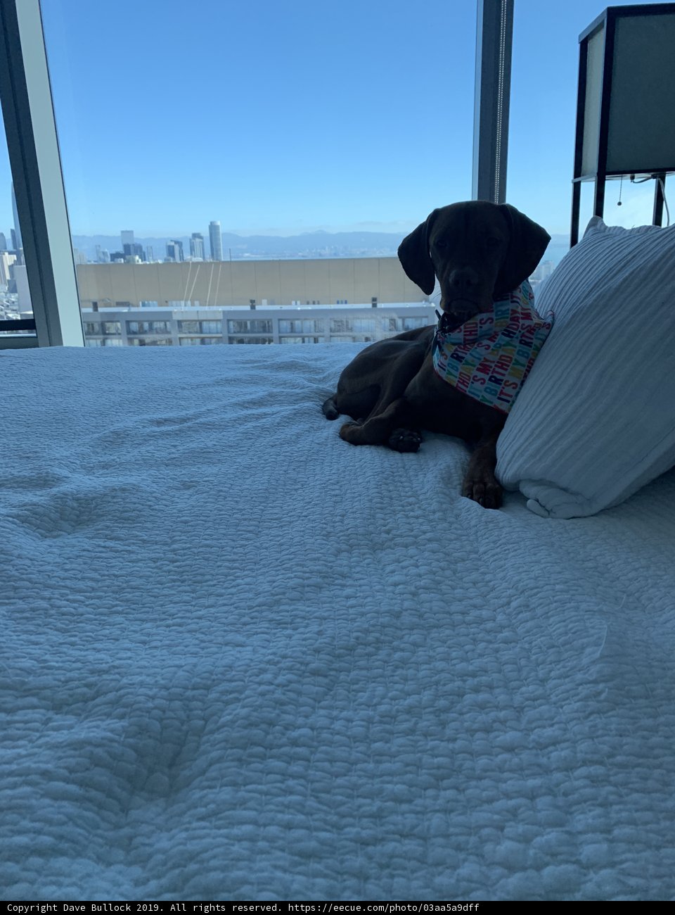 City Dog's Nap Time