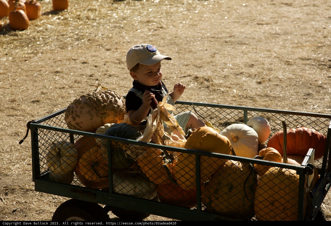 Harvest Time Adventures with the Metzgars