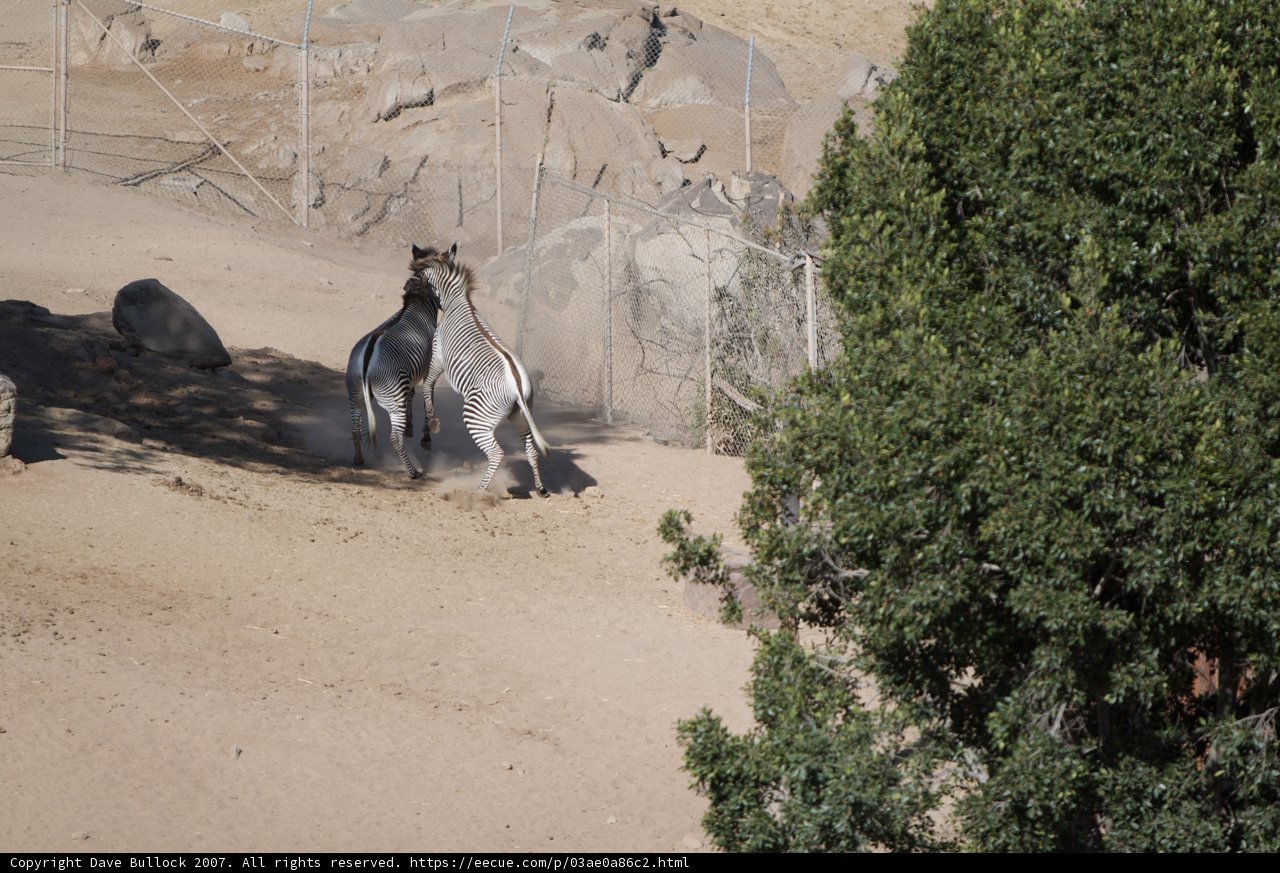 Zebras in Captivity