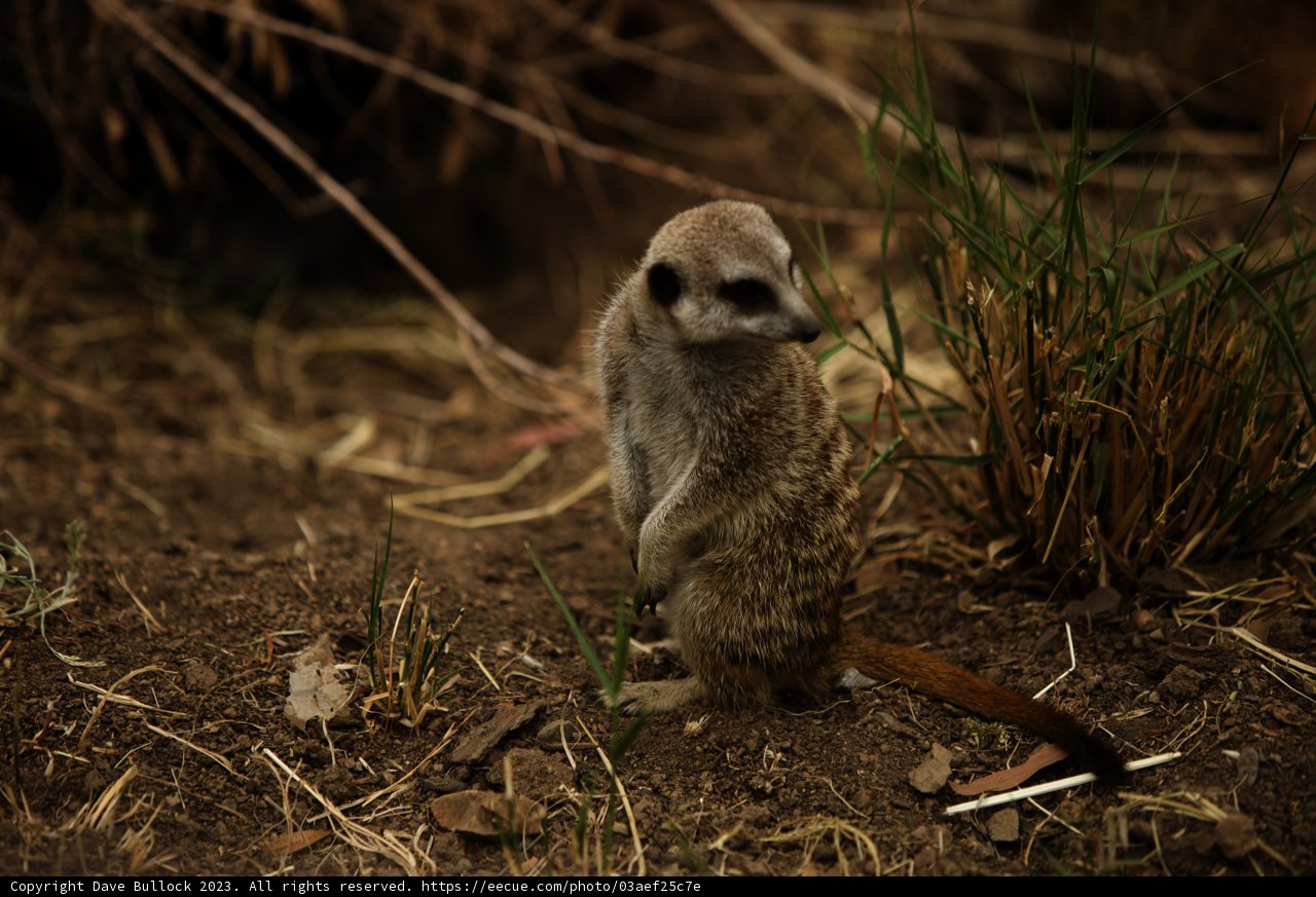 Meerkat Majesty at Oakland Zoo