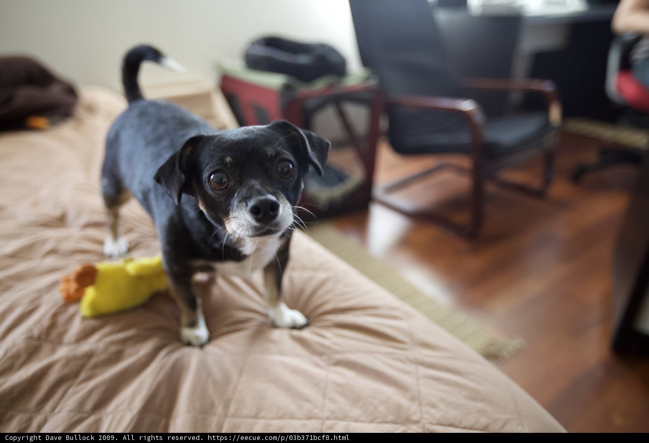 Cozy Canine on Hardwood Bed