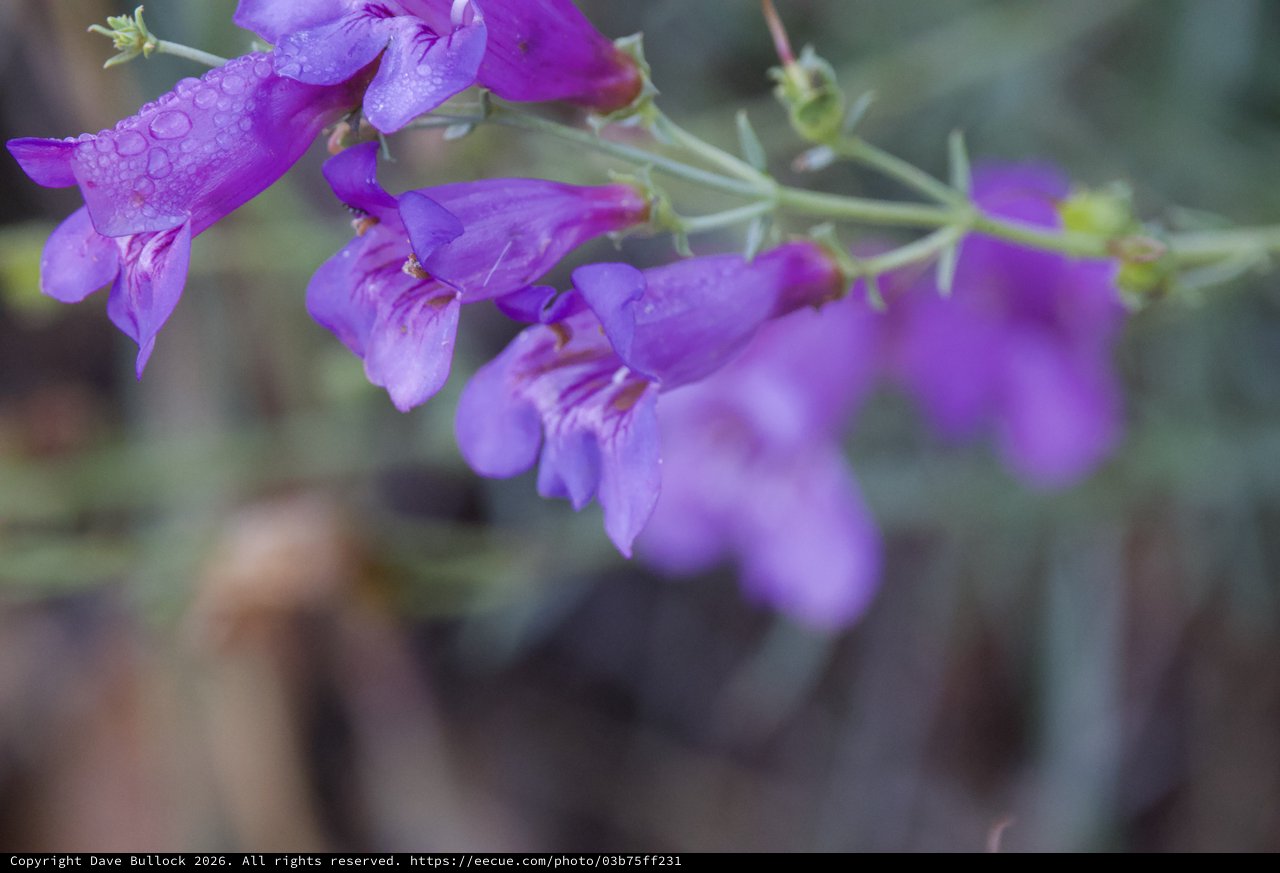 Purple Penstemon Blooms After Desert Rain